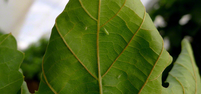 Empoasca spp. a