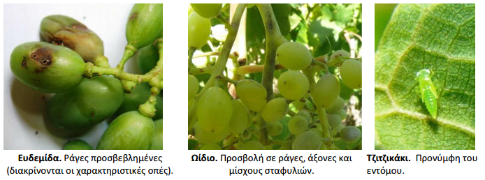 Exthroi ampeli