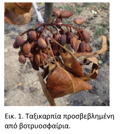 FISTIKIA BOTRYOSFAIRIA