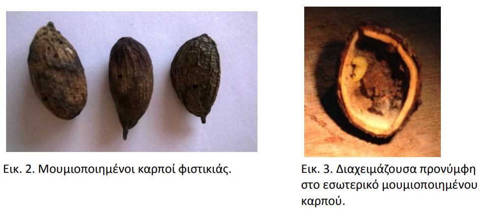 FISTIKIA EYRYTOMO