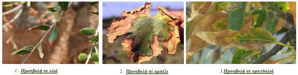 FYTA KSENISTES XYLELLA FASTIDIOSA