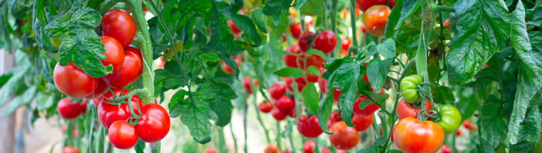 Fertilization recommendations