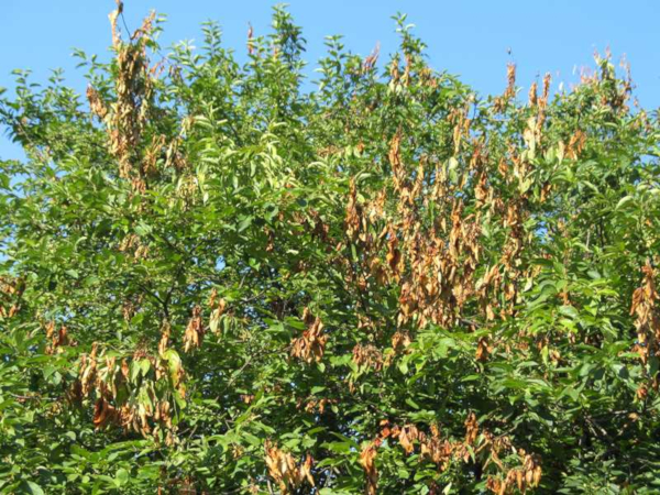 Fireblight