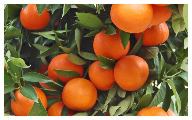 Fruitfix efarmogi 622x389