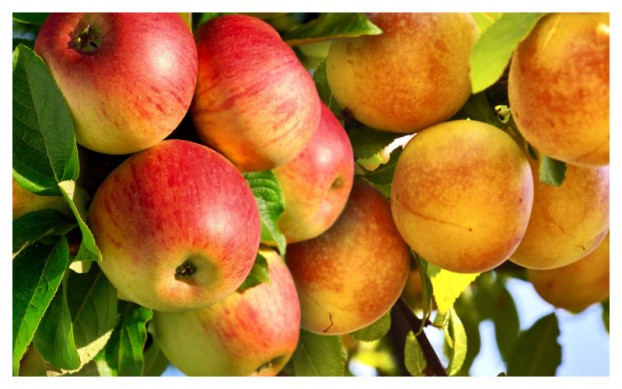 Fruitfix idiotites 622x389