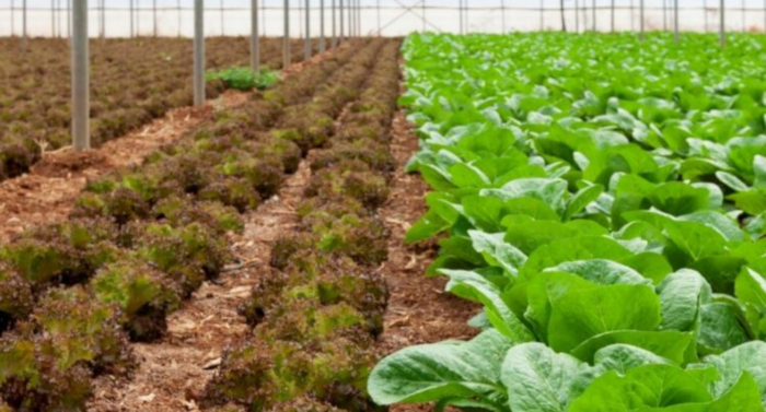 GH leafy veggies 749x403 c