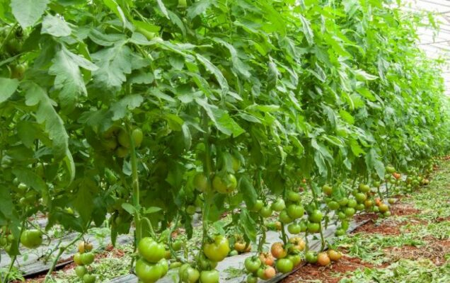 GH tomato 636x400 c