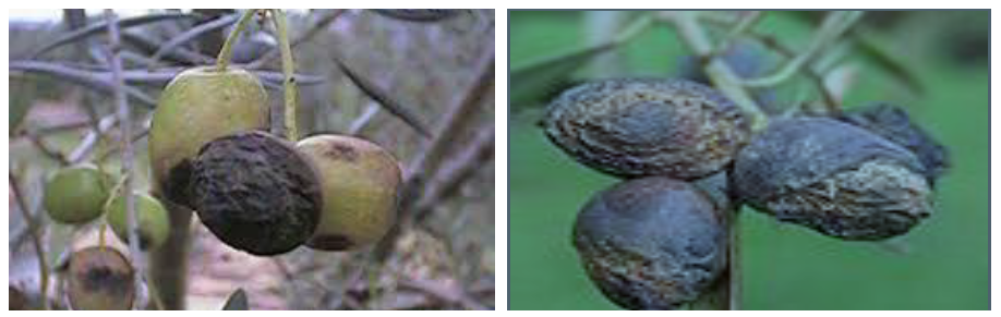 GLOIOSPORIO