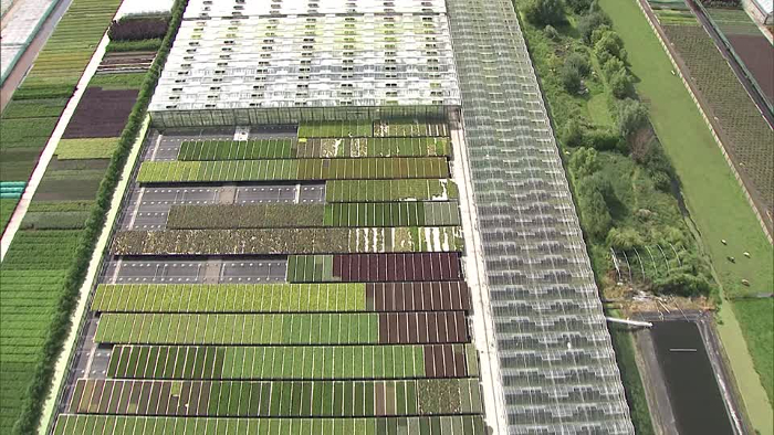 GREENHOUSE2