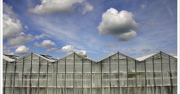 GREENHOUSE4