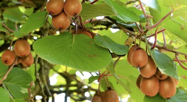 Growing Kiwi Fruits. 600x330
