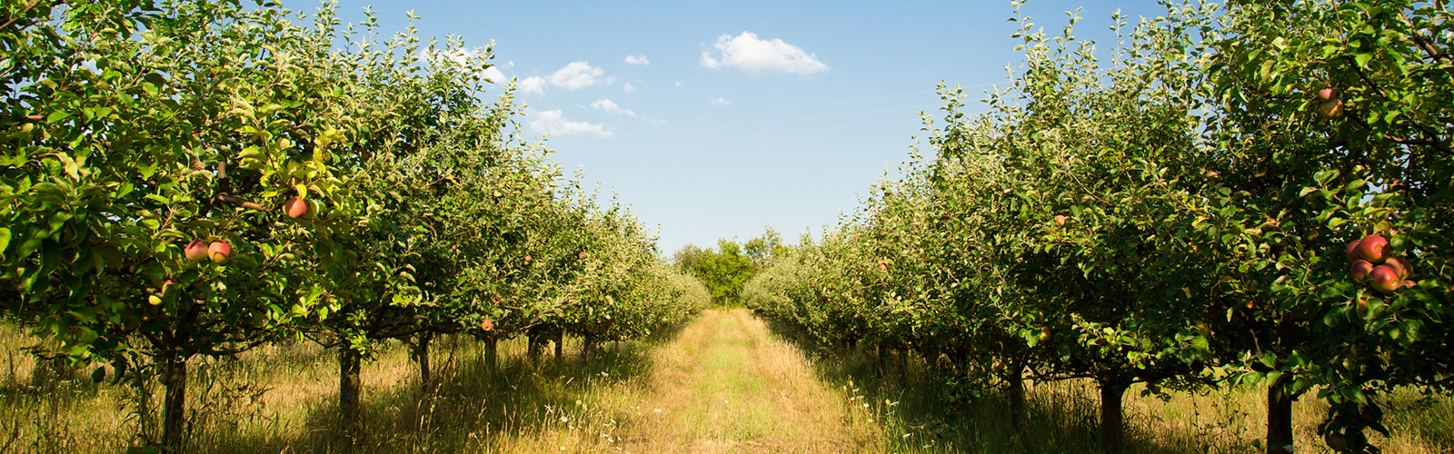Guide Fruit Trees