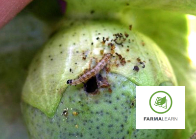 Helicoverpa armigera bambaki karudi trupa