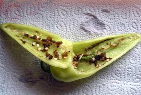Helicoverpa armigera piperia karpos perittwmata