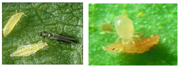 KARPOYZI thripas
