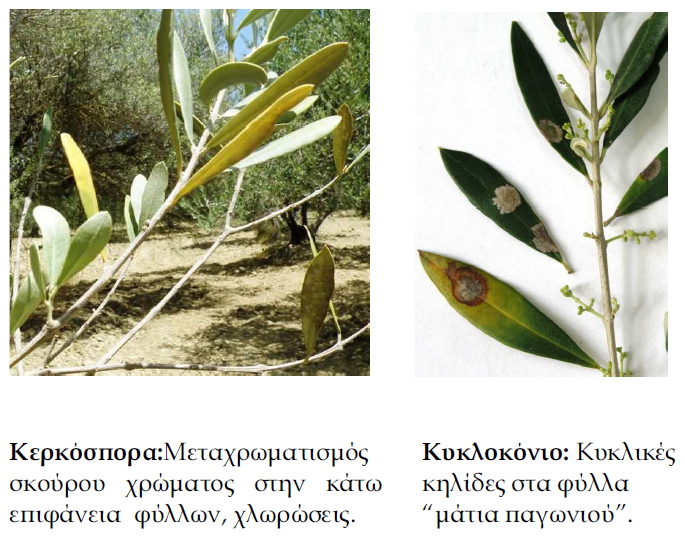 KERKOSPORA KYKLOKONIO