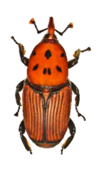 KOKKINO SKATHARI