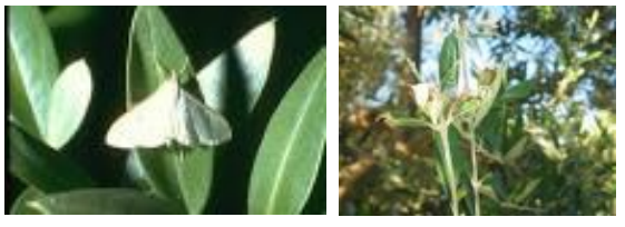 MARGARONIA
