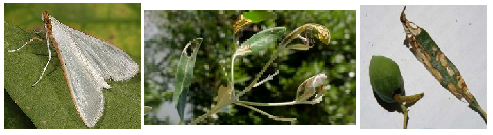 MARGARONIA ELIAS