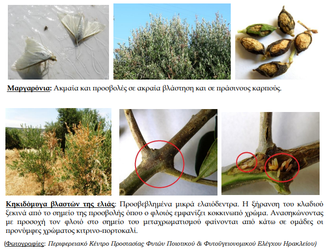 MARGARONIA KHKIDOMYGA