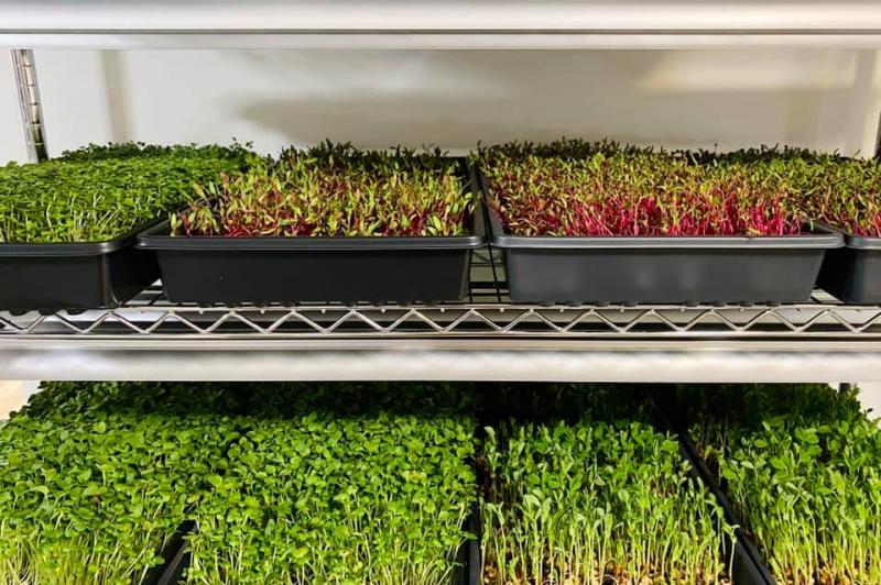 MICROGREENS