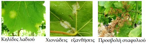 MOLYNSEIS PERONOSPOROS
