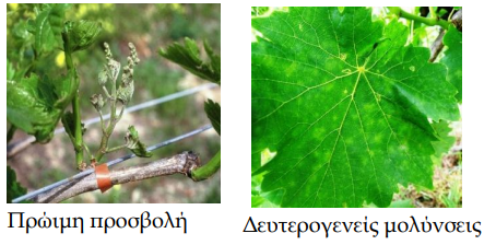 MOLYNSEIS WIDIO