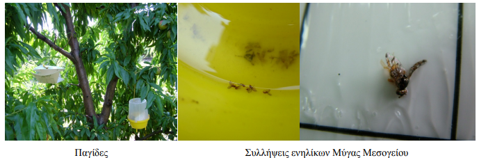 MYGA MESOGEIOY1