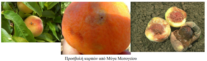 MYGA MESOGEIOY2
