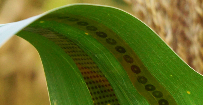 NANOTECHNOLOGY1
