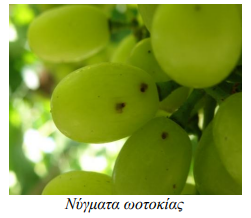 NYGMATA WOTOKIAS