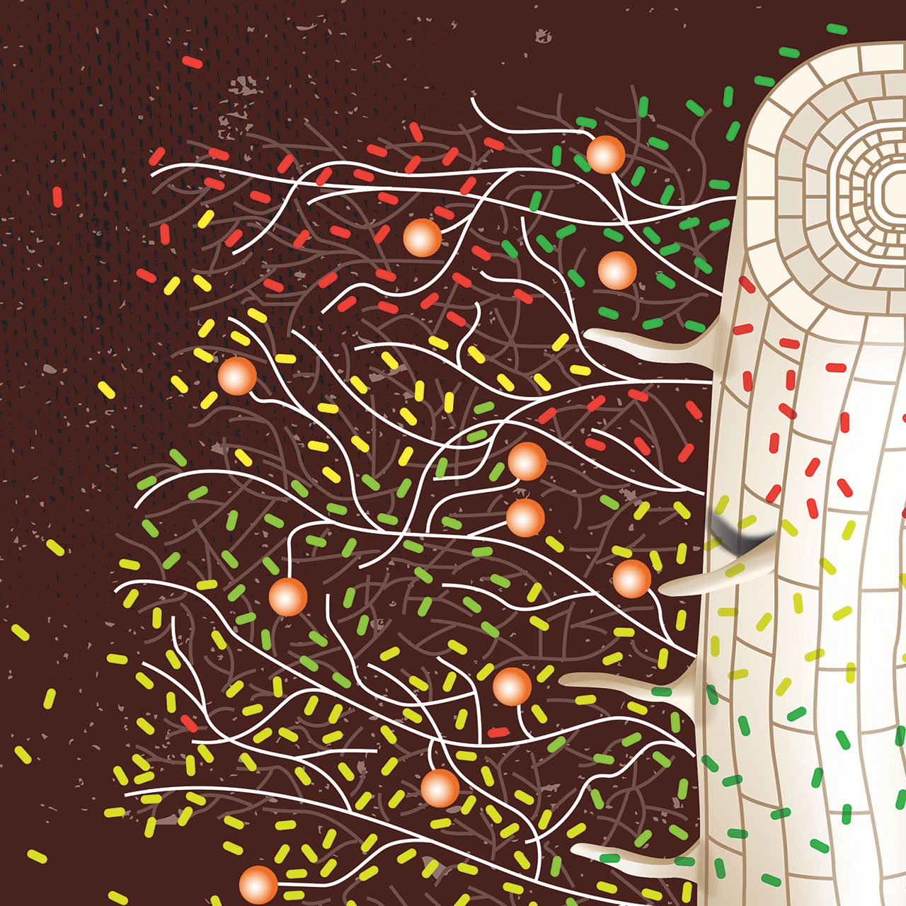 News Beneficial Soil Microbes