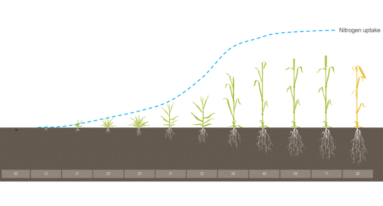 Nitrogen uptake 1 749x403 c