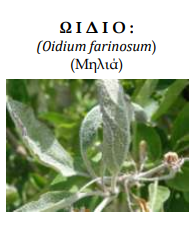 OIDIO 