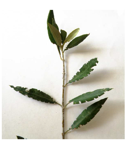 OTIORYGXOS ELIA