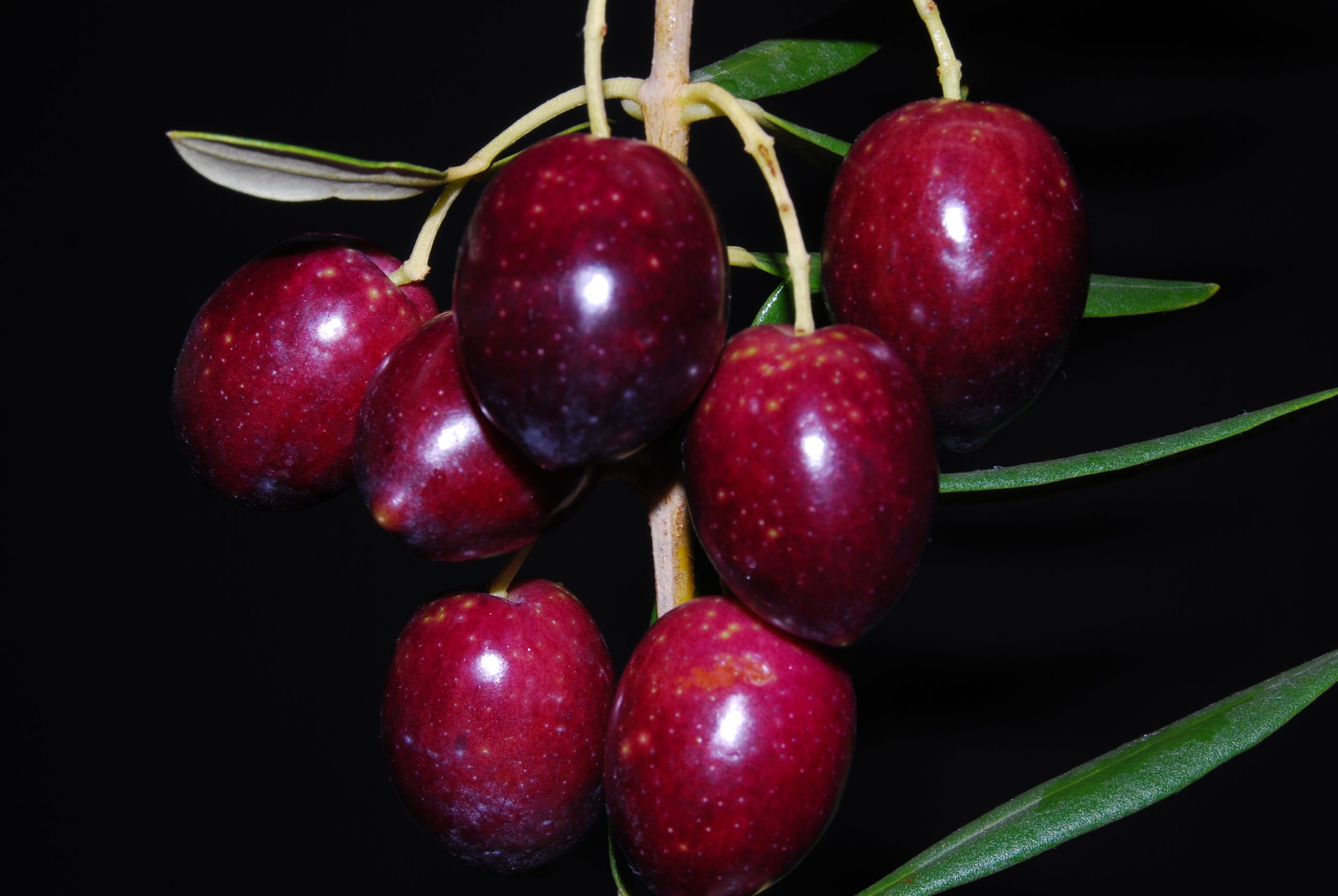Olives fruits