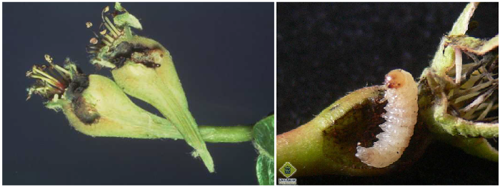 Oplokamph axladia
