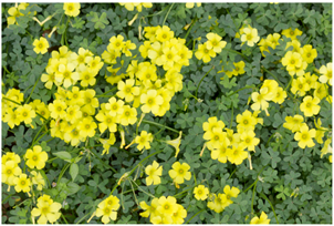 Oxalis pes caprae ζιζανιο