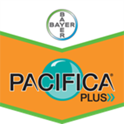 PACIFICA.ashx