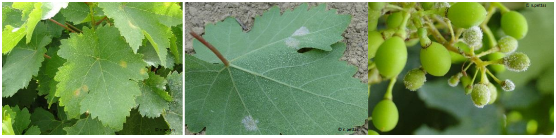 PERONOSPOROS