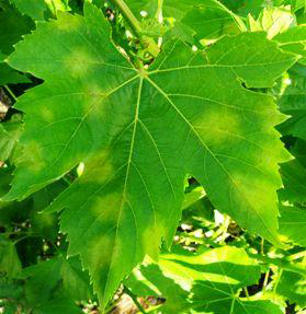 PERONOSPOROS
