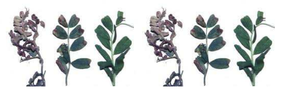 PERONOSPOROS