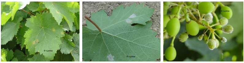 PERONOSPOROS AMPELI