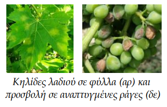 PERONOSPOROS PROSBOLH