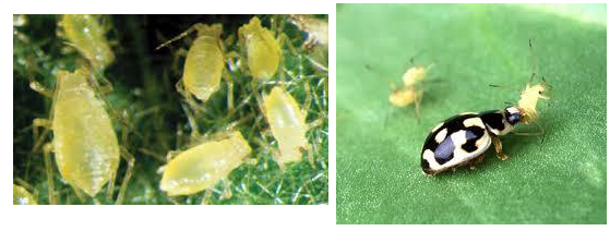 PIPERIA afides