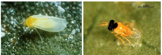 PIPERIA aleyrwdis