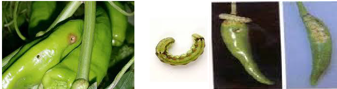 PIPERIA prasino skoyliki