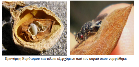 PRONYMFI EYRYTOMO