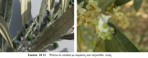 PSYLLA