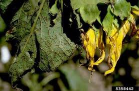 PUCCINIA HELIANTHI